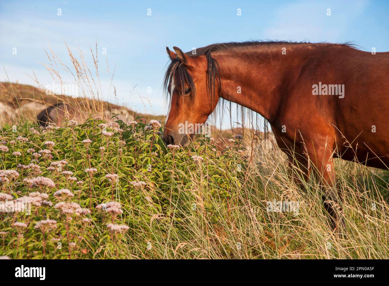 Horse, Welsh pony, adult, feeding, used for conservation grazing to control unwanted vegetation after rabbit numbers were drastically reduced by Stock Photo