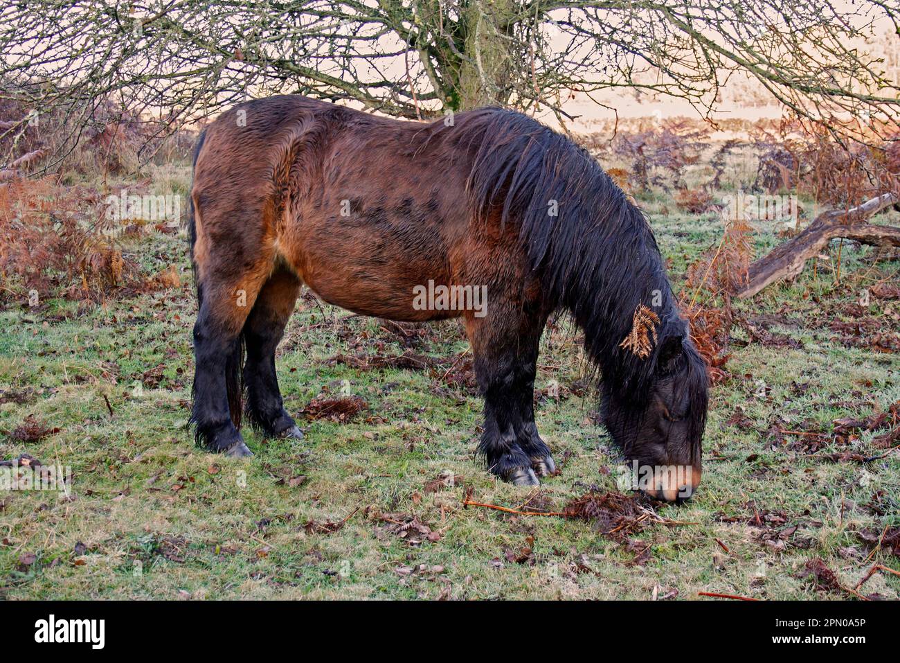 Horse, Dartmoor Pony, adult, grazing on heathland at dawn, used for conservation grazing management on heathland reserve, Knettishall Heath Reserve Stock Photo