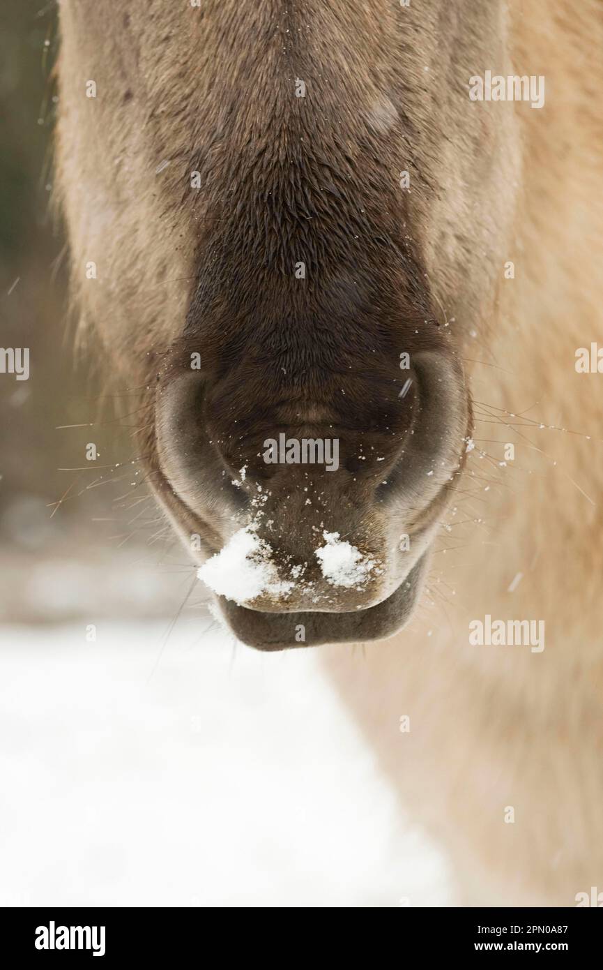Konik horse, adult, closeup of nose, in snow, Ham Fen Nature Reserve