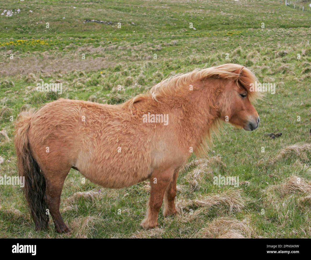 Horse, Shetland pony, mare, pregnant, standing on rough pasture, West ...