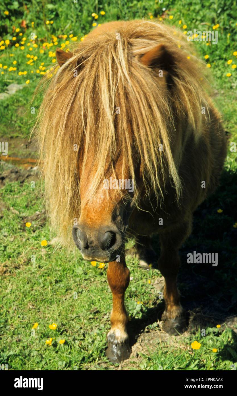 Shetland Pony, adult, close-up of head, England, United Kingdom Stock Photo