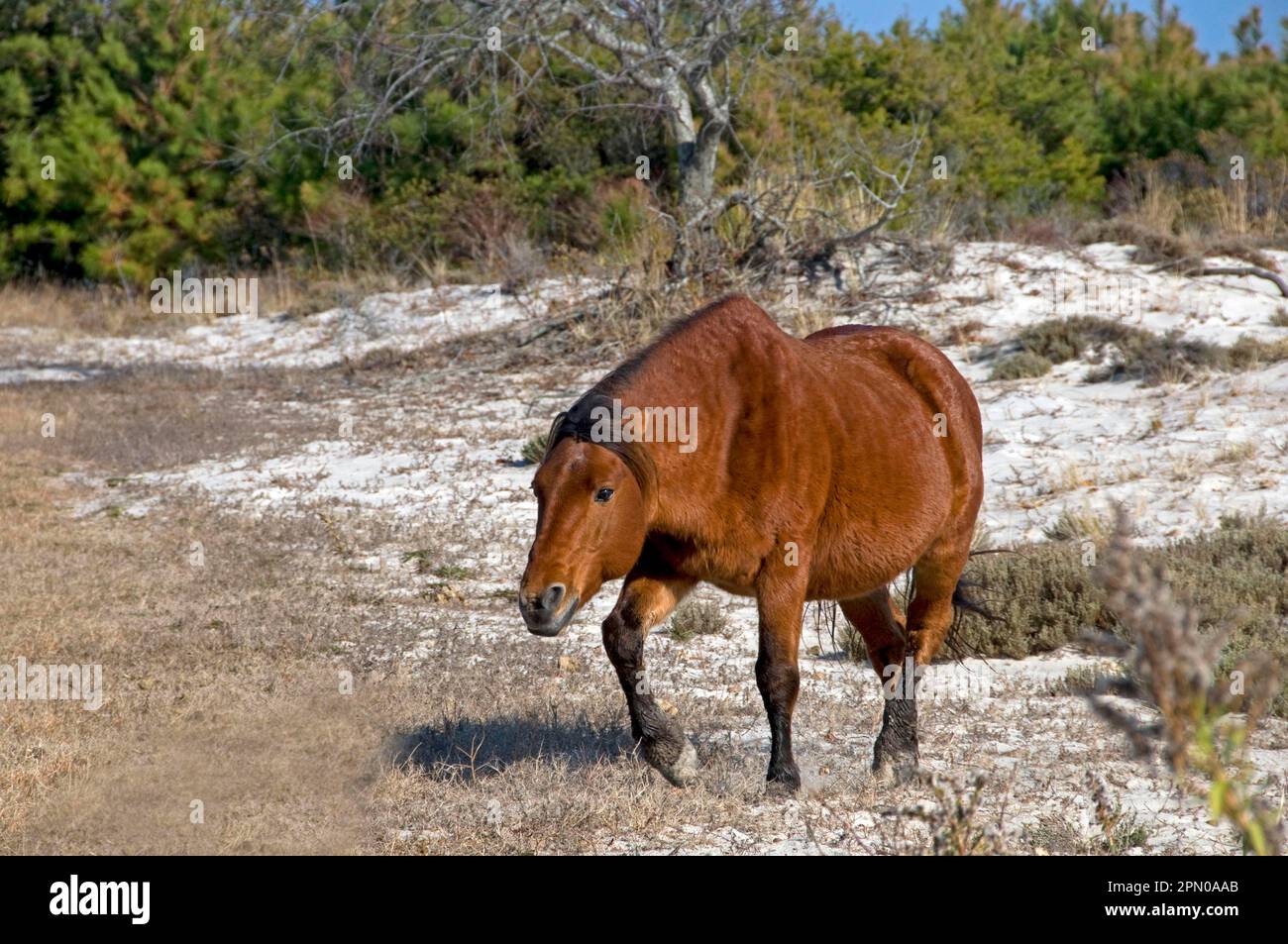 Assateague Pony (Equus caballus) adult, walking, Assateague Island National Seashore, Assateague Island, Maryland (U.) S. A Stock Photo