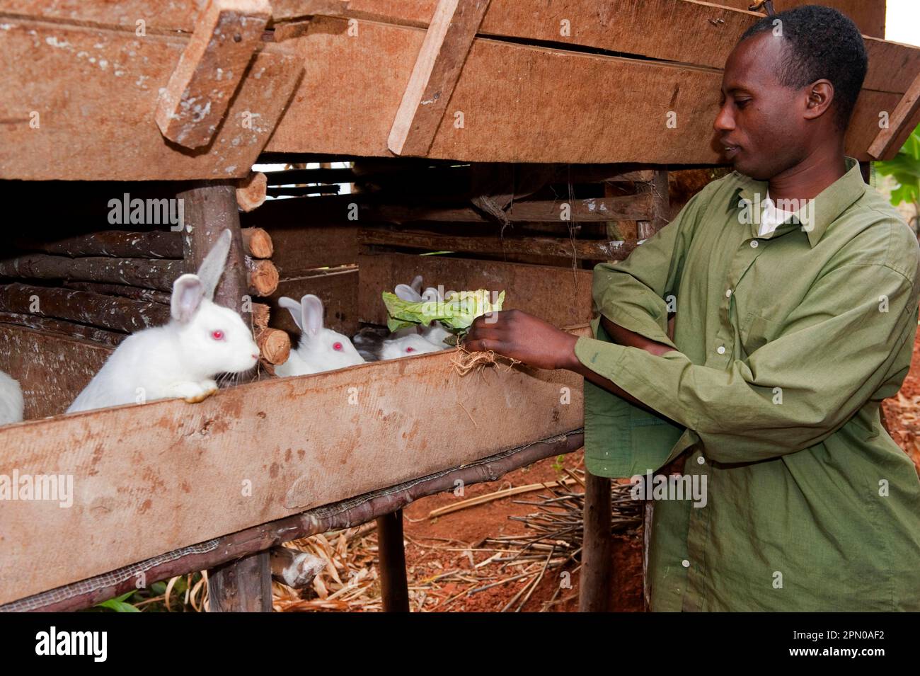Rabbit breeding, man feeding albino rabbits in hutch, kept for meat, Rwanda Stock Photo