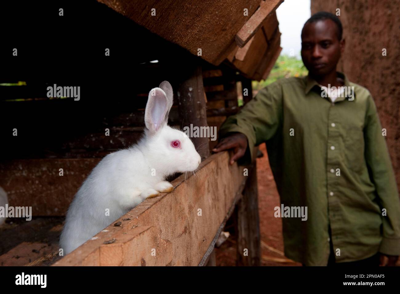 Rabbit breeding, man with albino rabbits in hutch, kept for meat, Rwanda Stock Photo