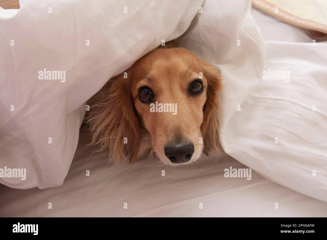 Domestic dog, long-haired miniature dachshund, adult, peeping out from under the bed sheet, England, United Kingdom Stock Photo