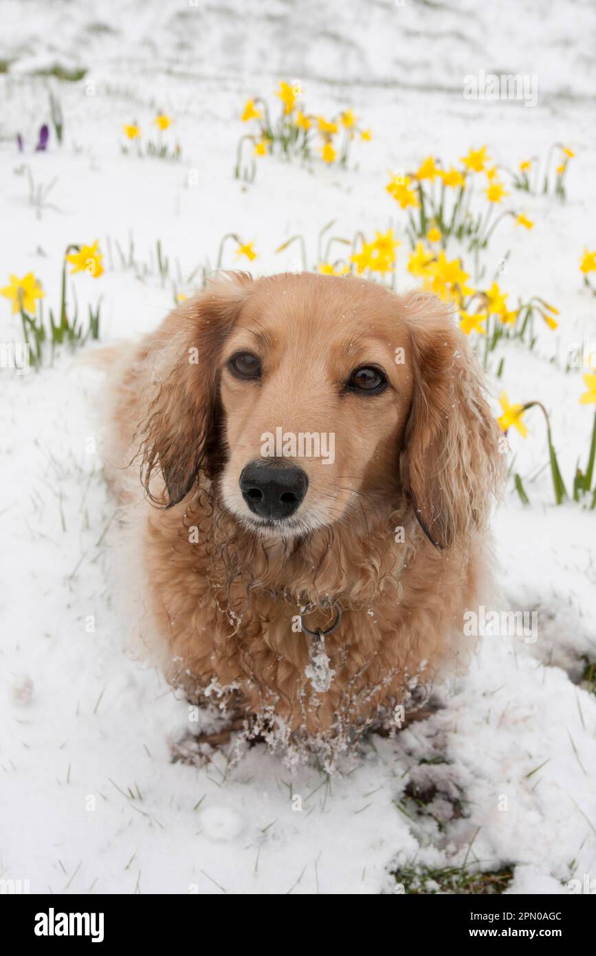 Domestic dog, long-haired miniature dachshund, adult, sitting on snow next to flowering daffodils, West Sussex, England, United Kingdom Stock Photo