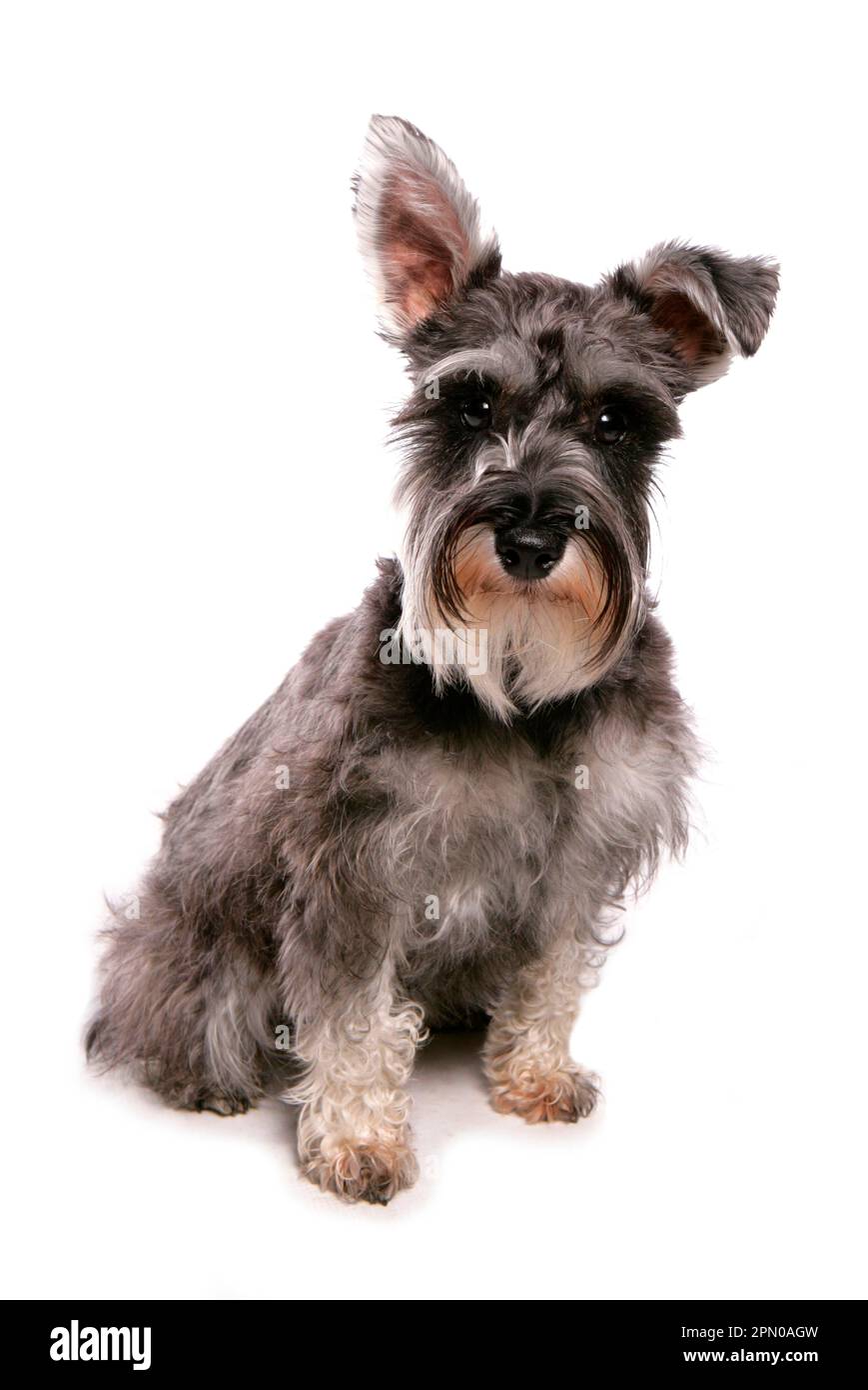 when does a standard schnauzer mature