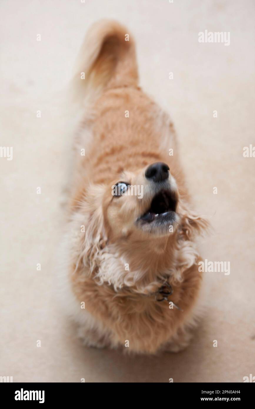Domestic dog, longhair miniature dachshund, mature, barking dog, England, United Kingdom Stock Photo