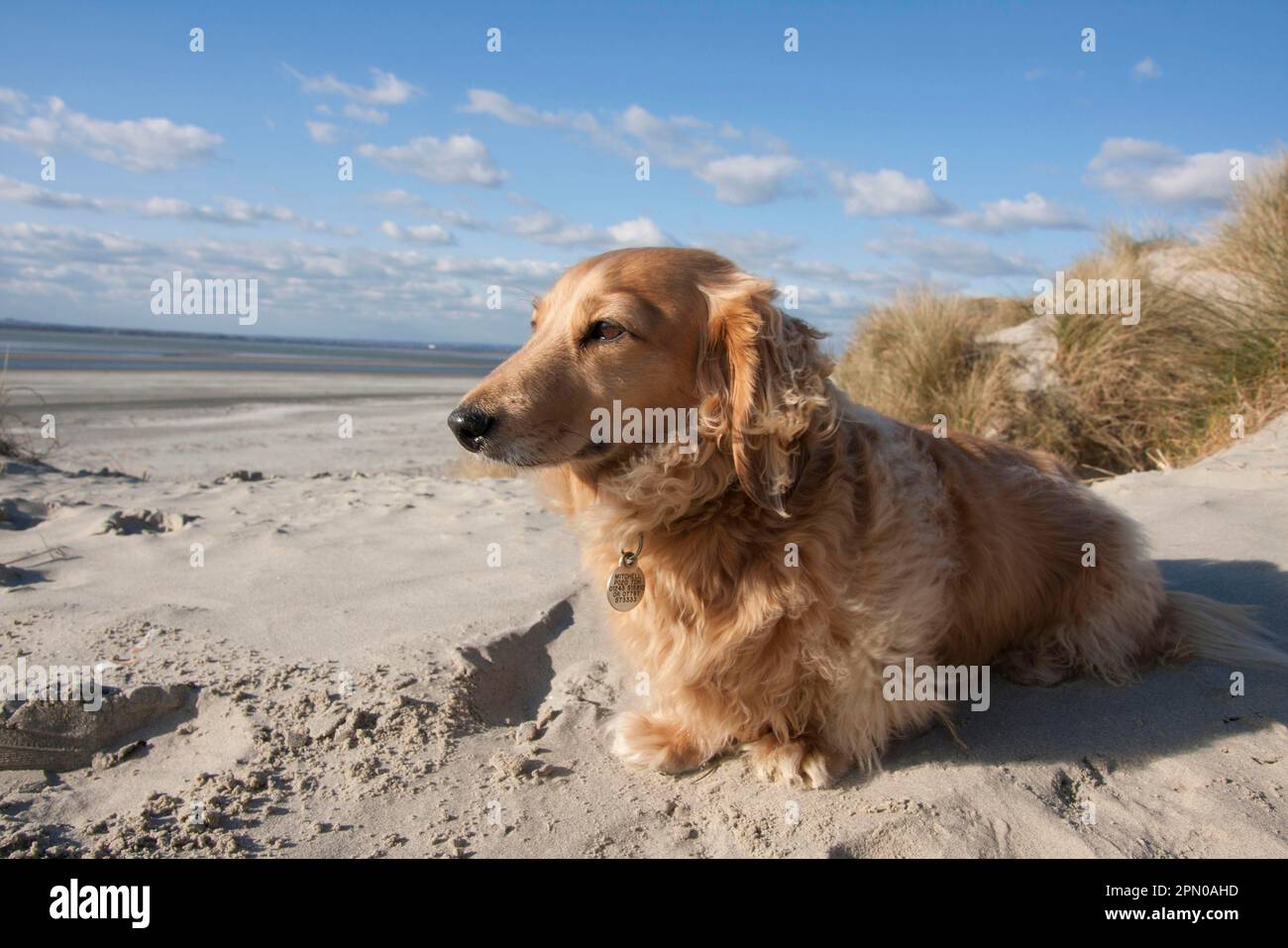 Domestic dog, long-haired miniature dachshund, adult, sitting on beach, West Wittering, Manhood Peninsula, West Sussex, England, United Kingdom Stock Photo