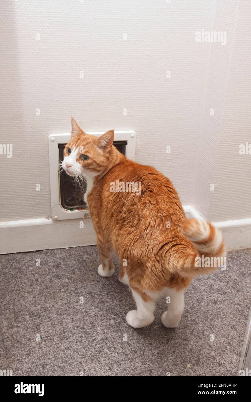 Domestic cat, ginger tabby, adult male, standing next to cat flap