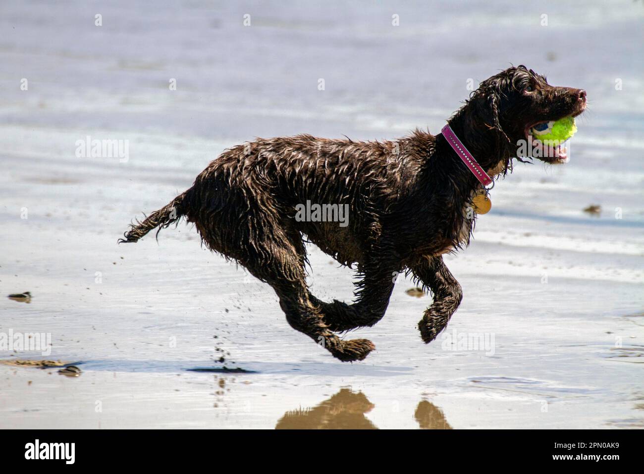 A working cocker spaniel pulling back a ball in the water Stock Photo