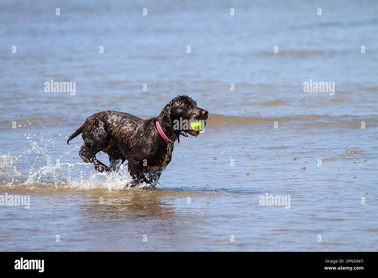 A working cocker spaniel pulling back a ball in the water Stock Photo