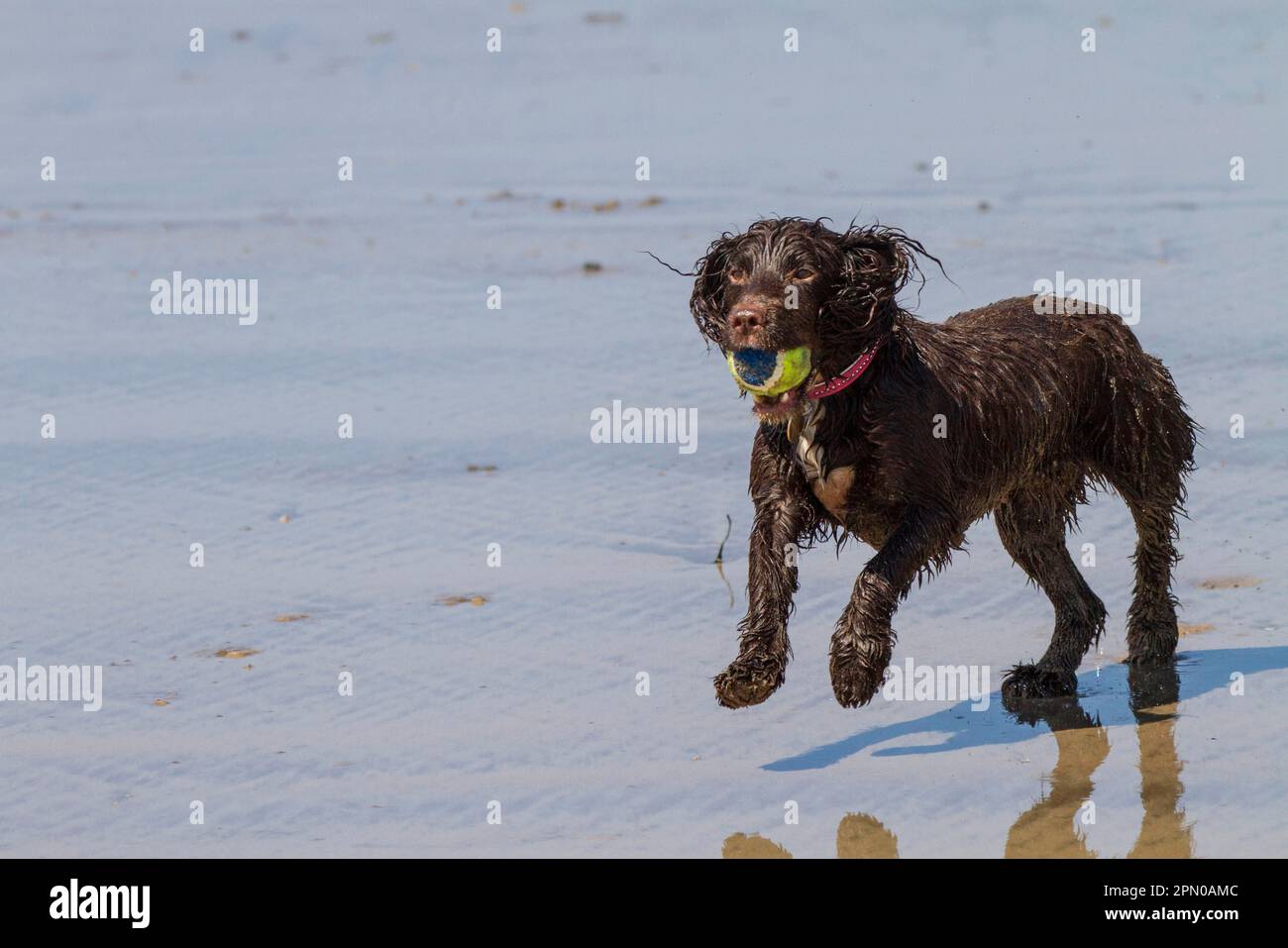 A working cocker spaniel pulling back a ball in the water Stock Photo