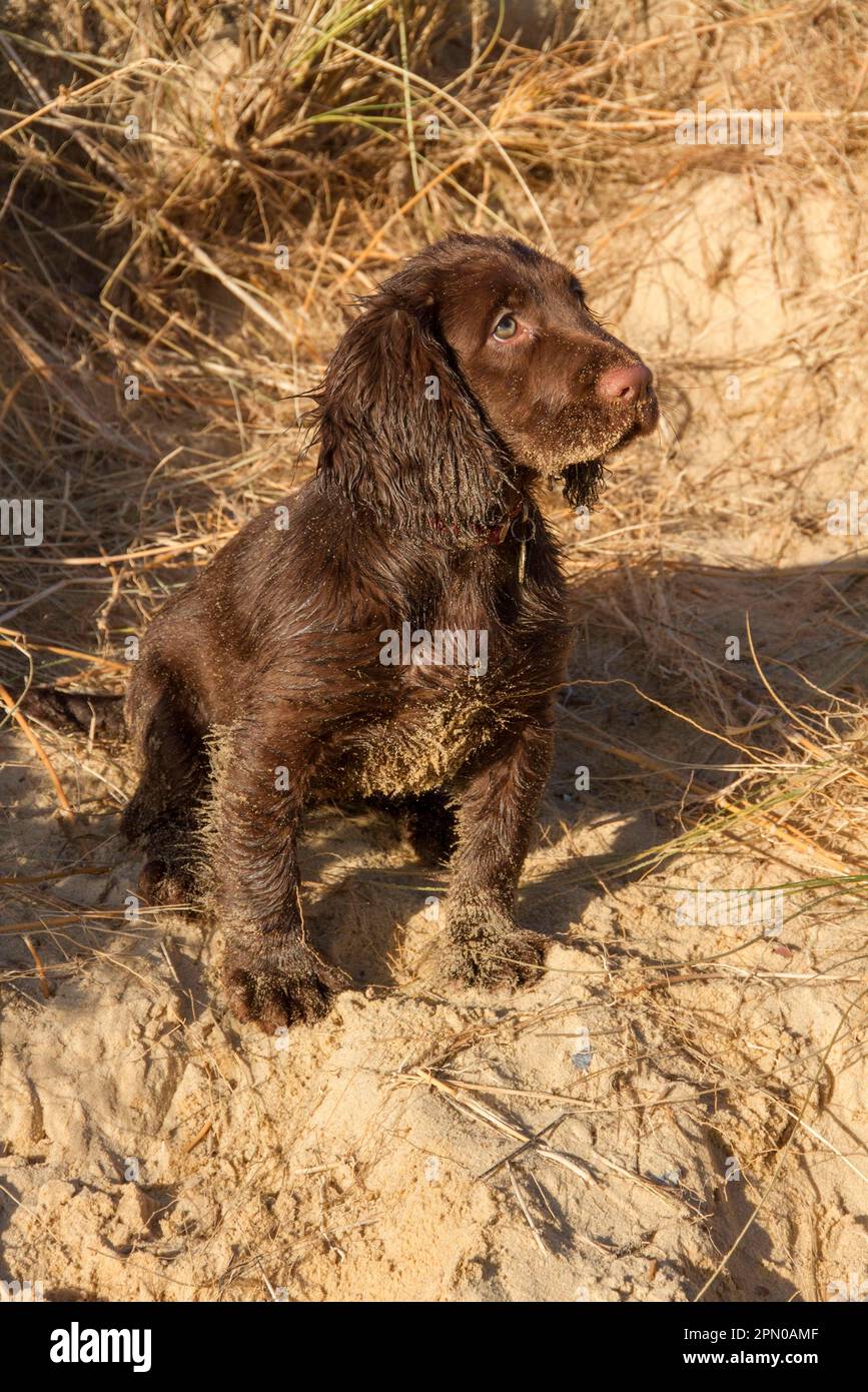 12 week old Working Cocker Spaniel on the beach Stock Photo Alamy