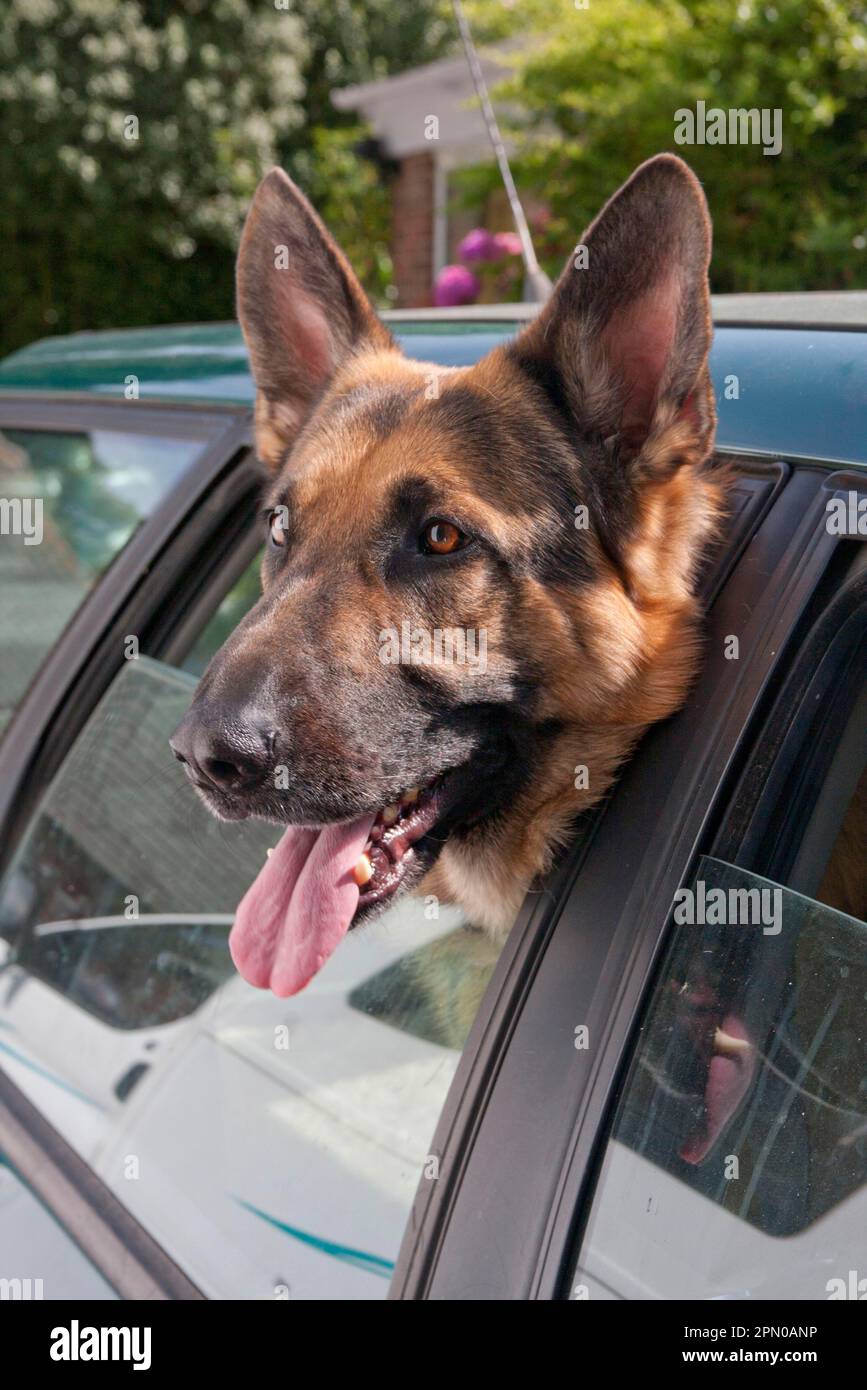 Domestic dog, German shepherd, with head out of car window, panting ...