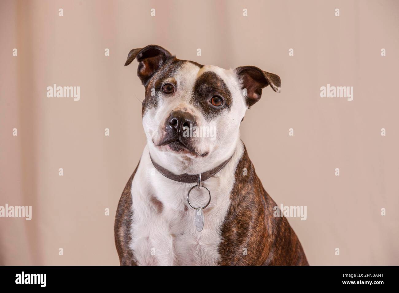 Domestic dog, Staffordshire Bull Terrier, adult male, close-up of head and chest, with collar and identification tag, Sheffield, South Yorkshire Stock Photo