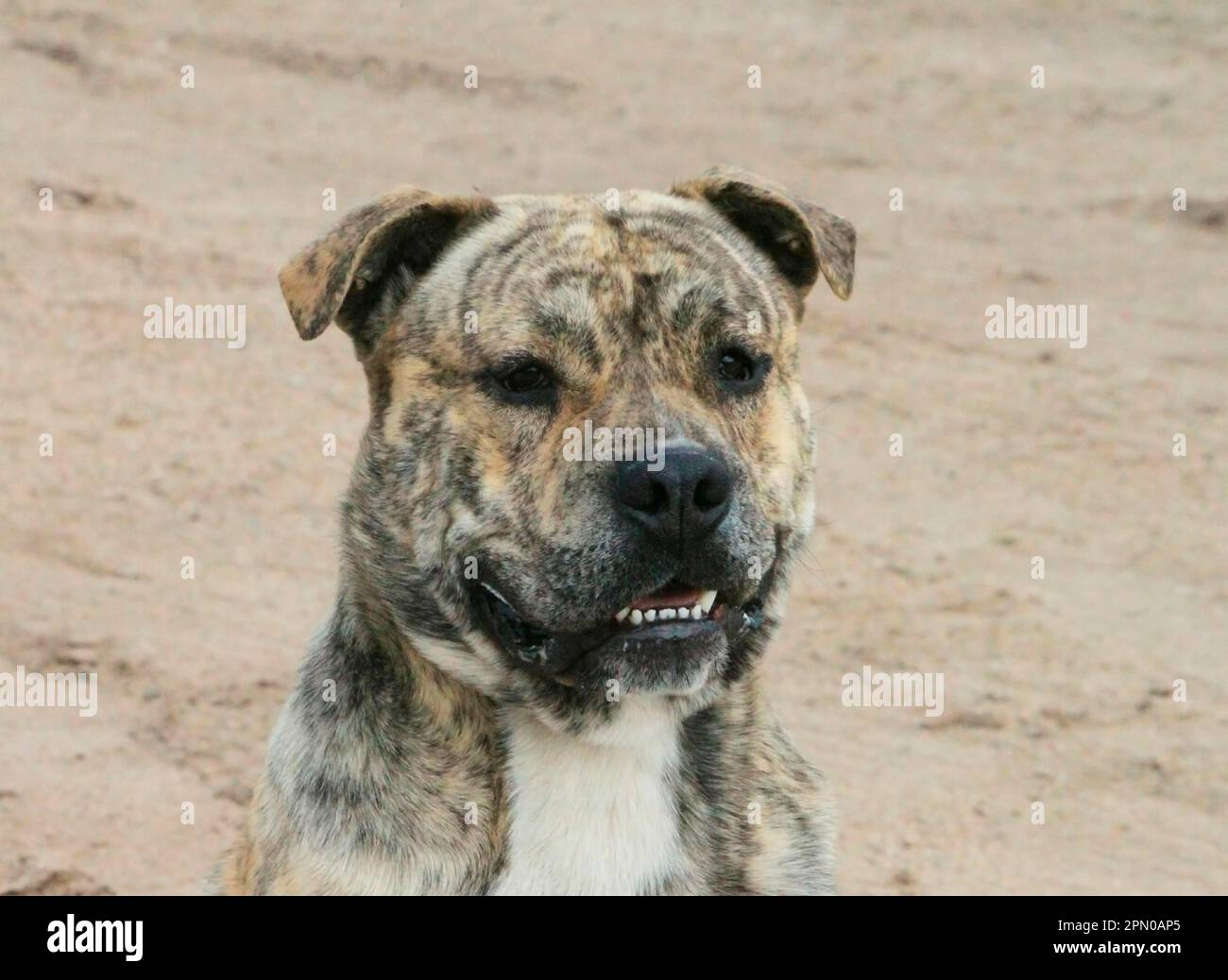 Domestic dog, Ca de Bou, adult male, close-up of the head Stock Photo