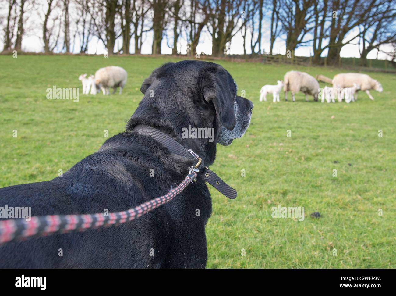 Domestic dog, Black Labrador Retriever, adult, being walked with sheep in field, chipping, Preston, Lancashire, England, United Kingdom Stock Photo