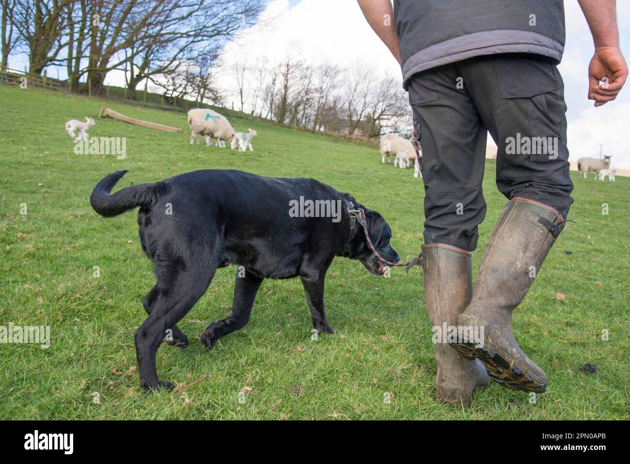 Domestic dog, Black Labrador Retriever, adult, being walked with sheep in field, Chipping, Preston, Lancashire. England Stock Photo
