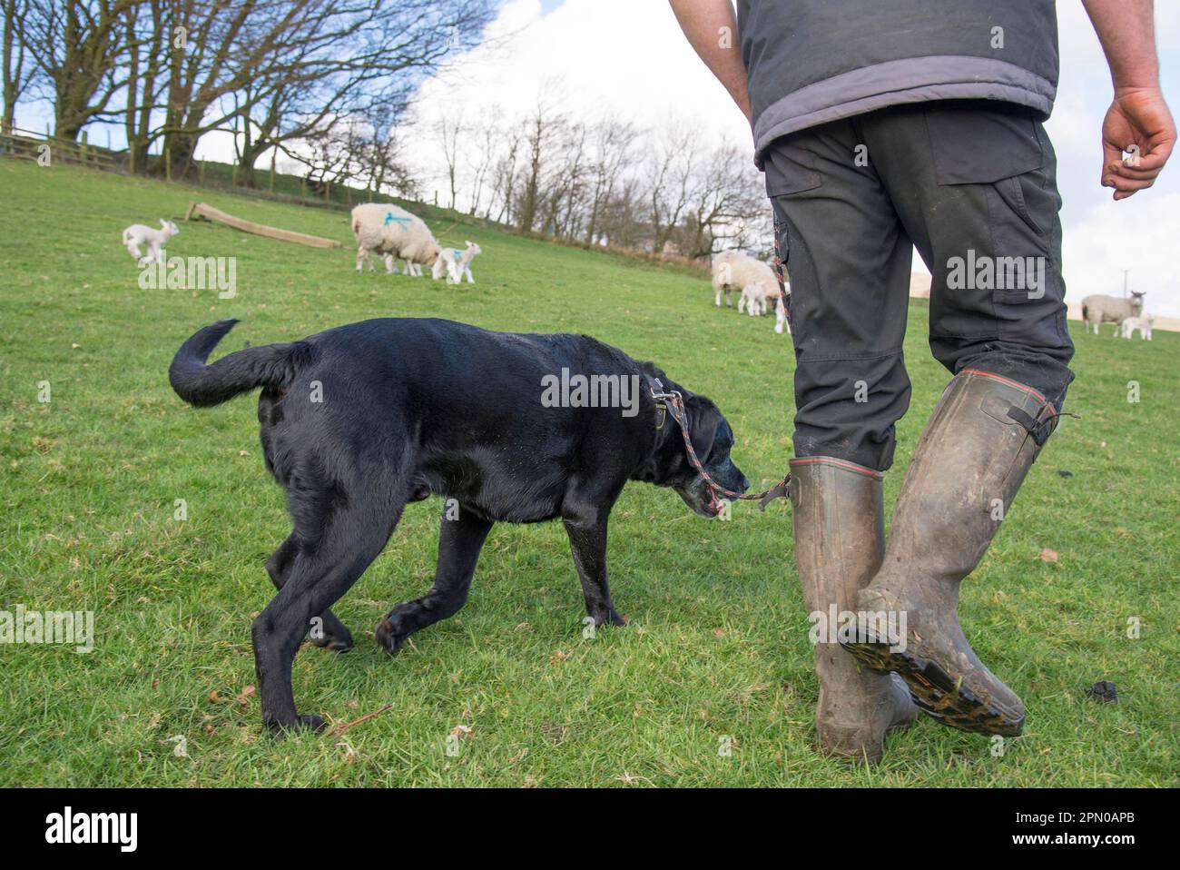 Labrador sheep dog hi-res stock photography and images - Alamy
