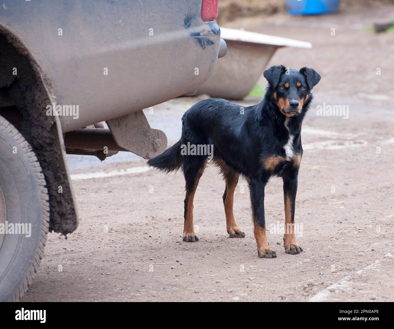 Pet dog, Huntaway, adult, standing next to a vehicle on a farm, Shropshire, England, United Kingdom Stock Photo