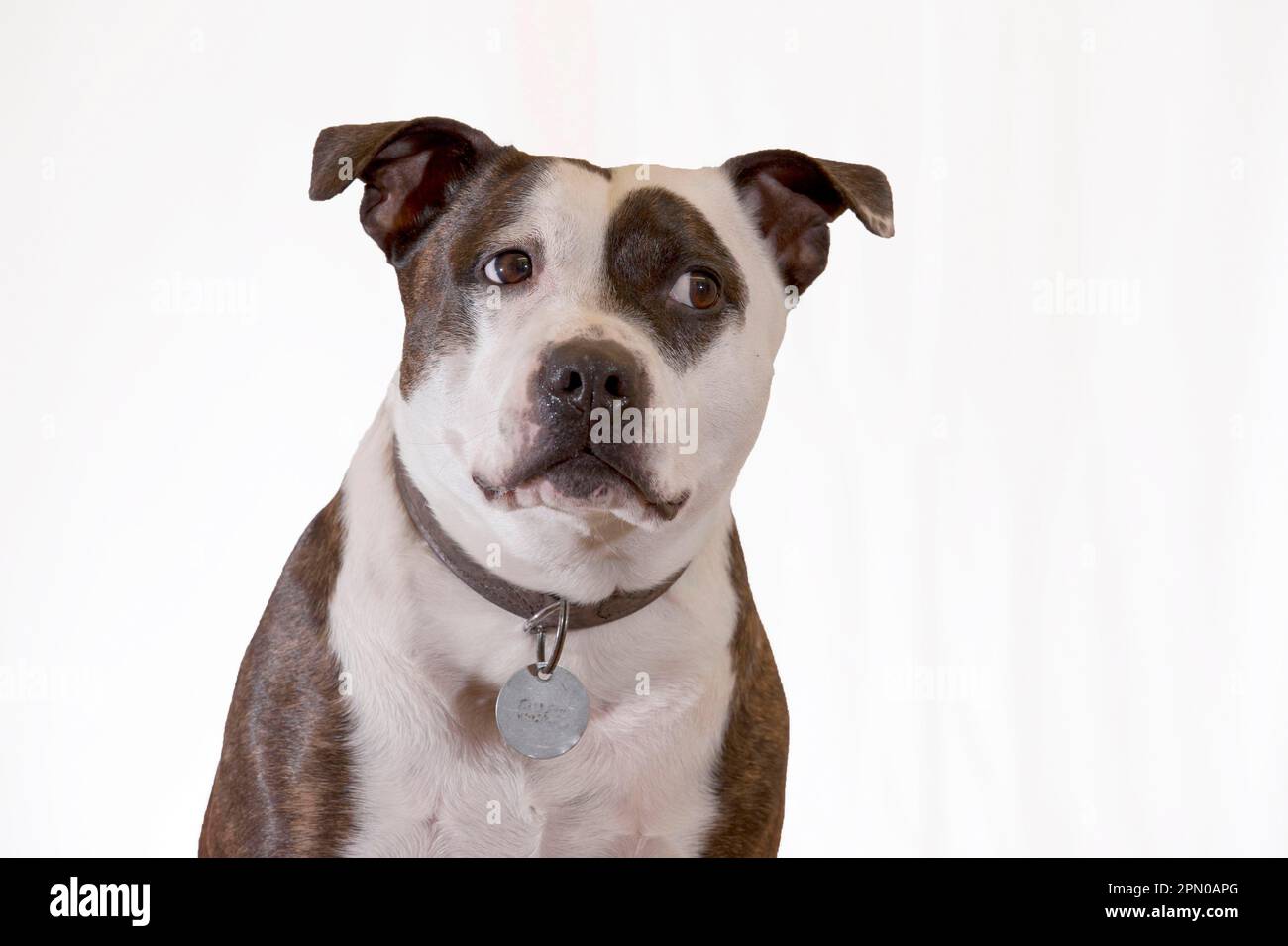 Domestic dog, Staffordshire Bull Terrier, adult male, close-up of head, with collar and identification tag Stock Photo