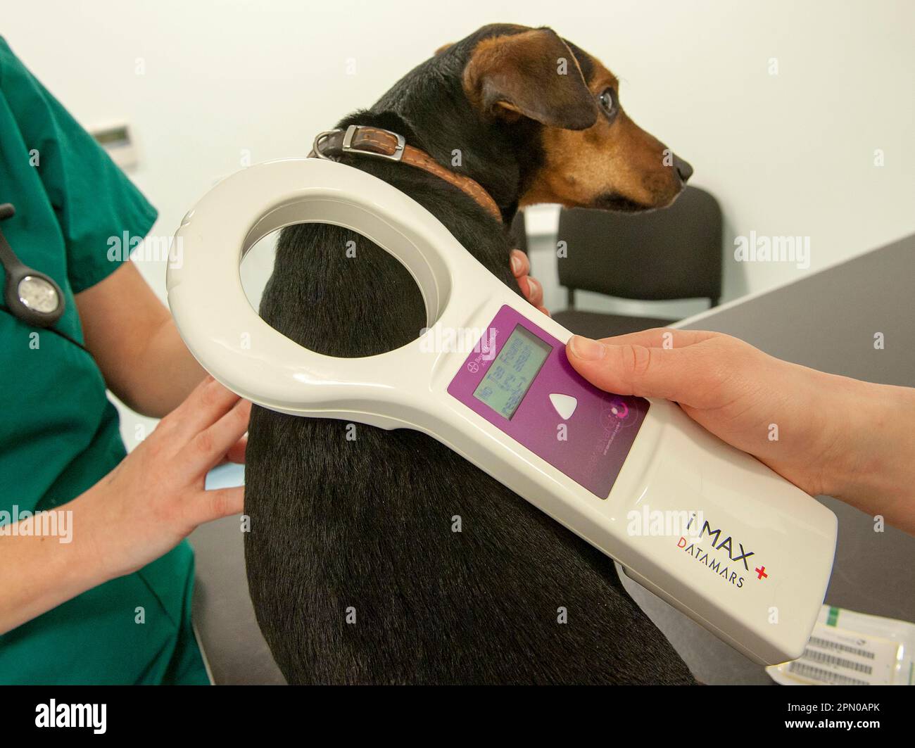 Domestic dog, mixedbreed, adult, being microchipped by vet at vet's