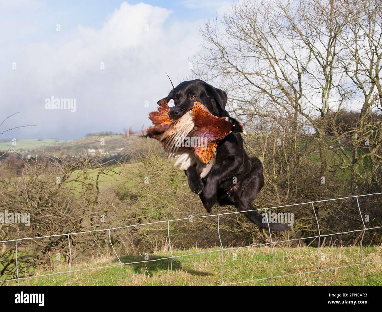 Domestic dog, Black Labrador Retriever, adult, holding shot pheasant (Phasianus colchicus) in mouth, jumping over wire fence and retrieving game at Stock Photo
