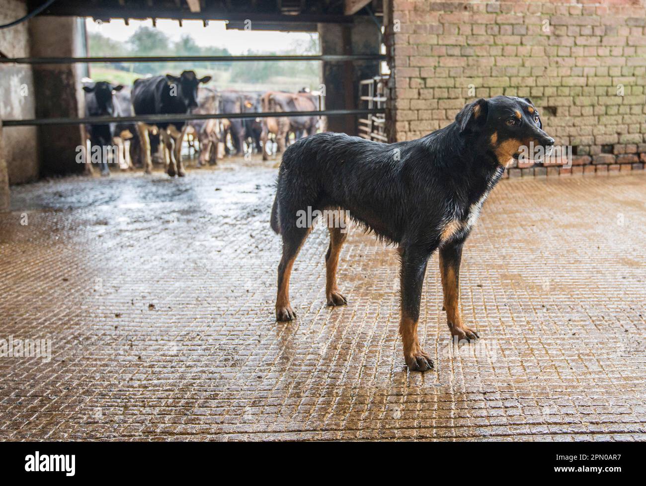 Domestic dog, Huntaway, adult, standing in milking parlour collection yard on farm, Shropshire, England, United Kingdom Stock Photo