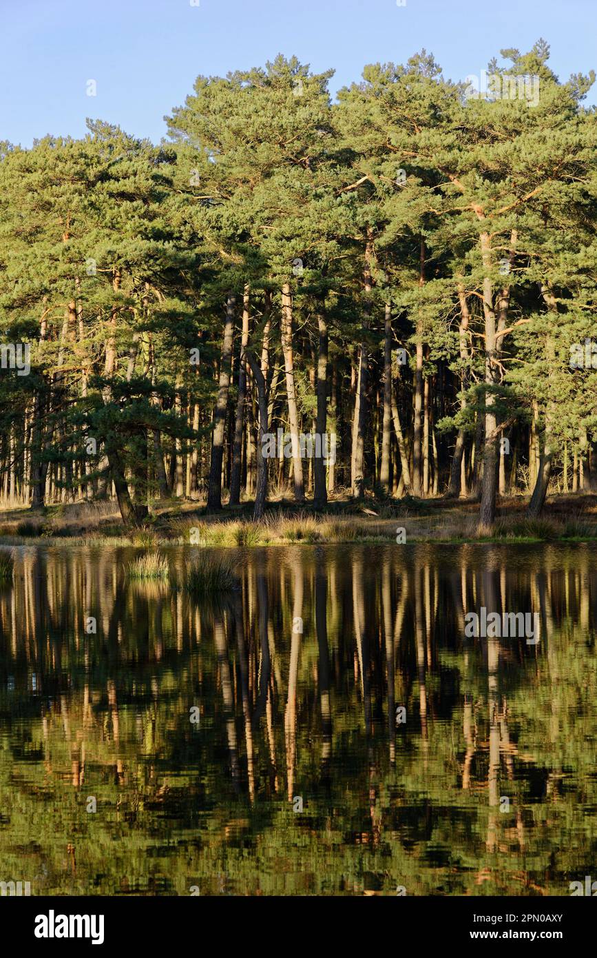 Scotch pines (Pinus sylvestris) mirroring in a lake, conservation area Grabenvenn, Lower Rhine, NRW, North Rhine-Westphalia, Germany Stock Photo