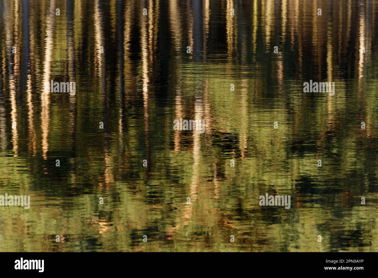Scotch pines (Pinus sylvestris) mirroring in a lake, conservation area Grabenvenn, Lower Rhine, NRW, North Rhine-Westphalia, Germany Stock Photo