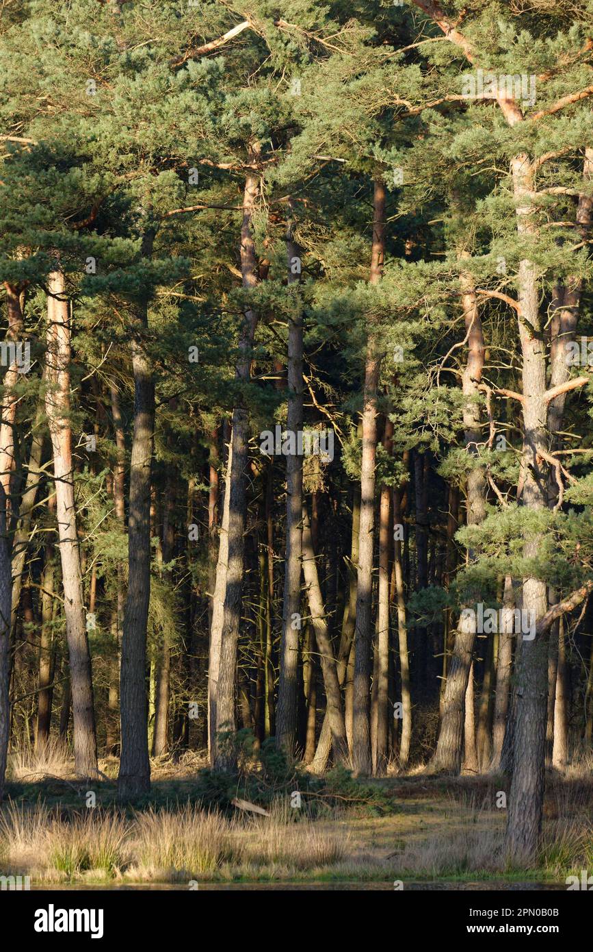 Scotch pines (Pinus sylvestris), conservation area Grabenvenn, Lower Rhine, NRW, North Rhine-Westphalia, Germany Stock Photo