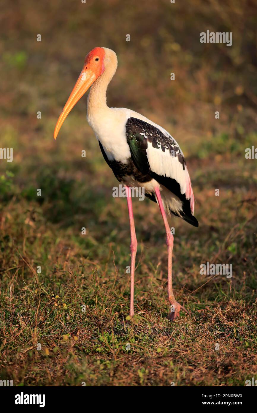 Painted stork (Mycteria leucocephala), Udawalawe National Park, Sri Lanka Stock Photo