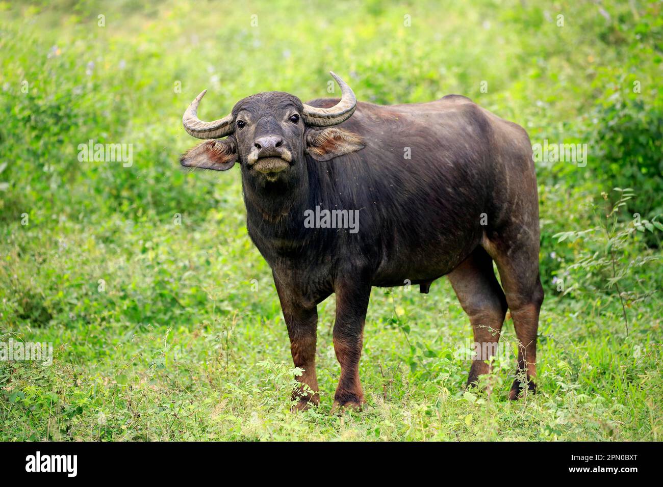 Water buffalo (Bubalus arnee), semi-adult young, Yala National Park, Sri Lanka Stock Photo