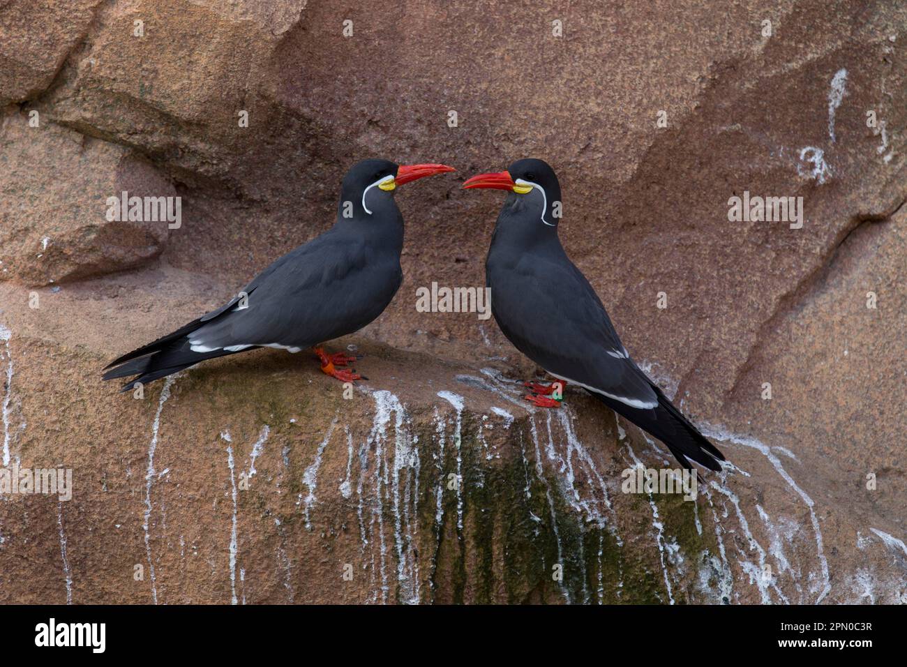 Inca terns (Larosterna inca) Stock Photo