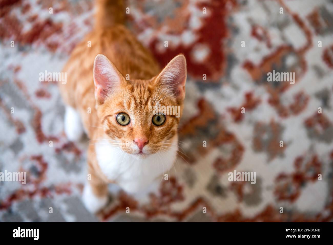 Adorable orange white tabby hires stock