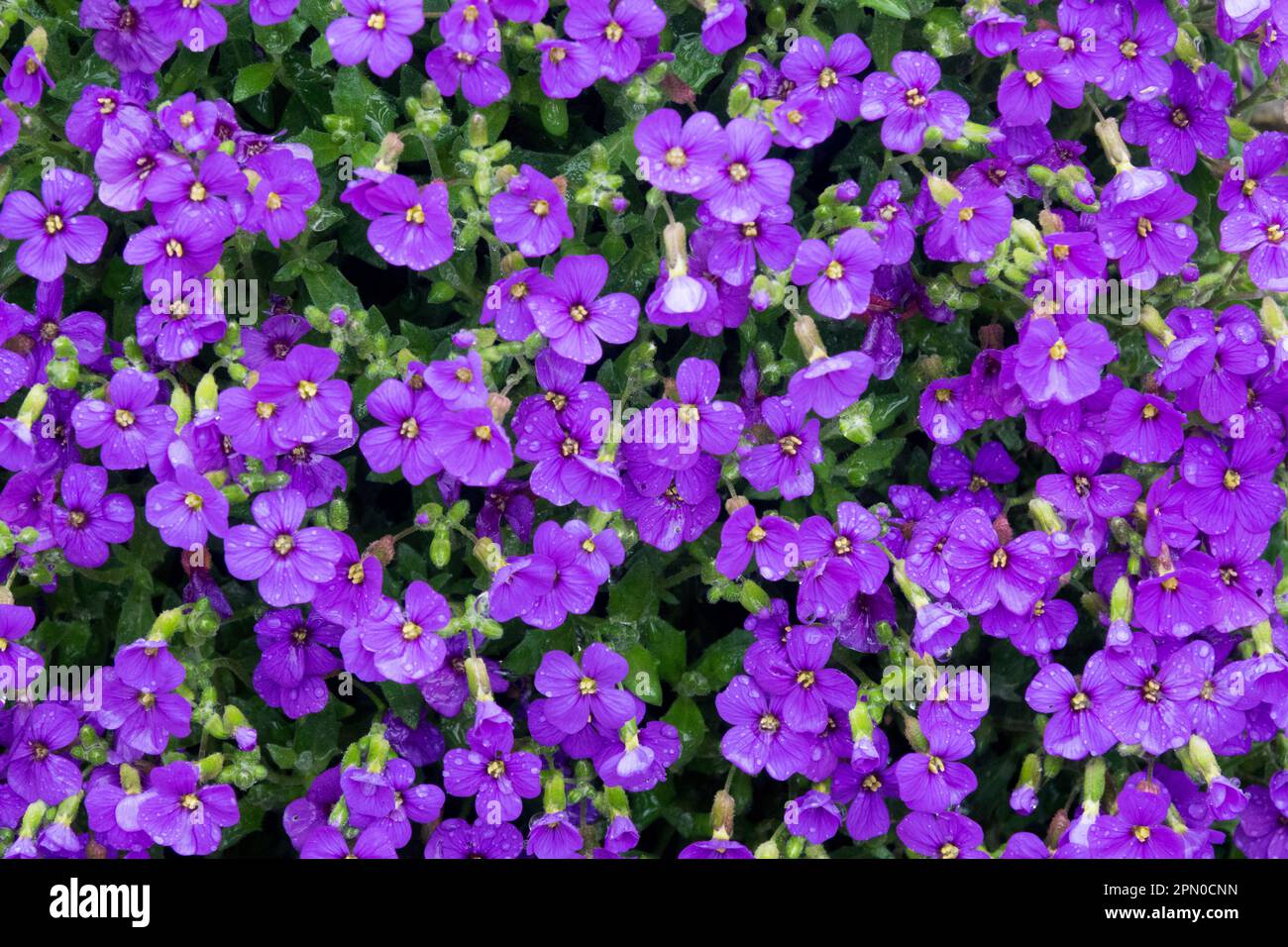 Blue Aubrieta, Flowering, Aubrietas, Springtime, Season, Flowers Stock Photo
