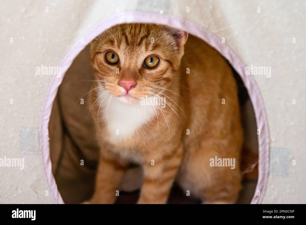 An Orange Tabby Kitten Stock Photo