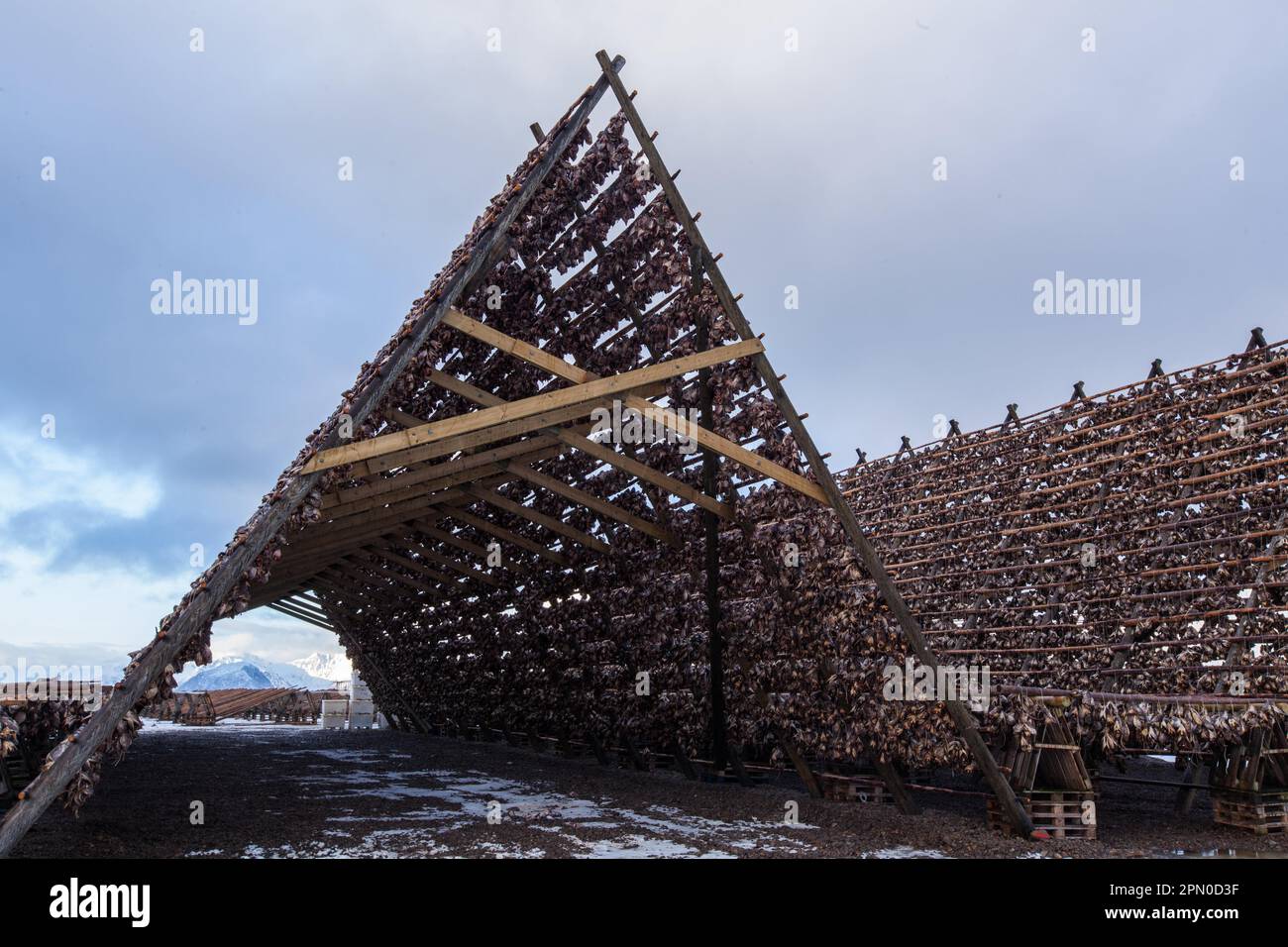 Dried fish, Laukvik, Lofoten, Norway Stock Photo Alamy