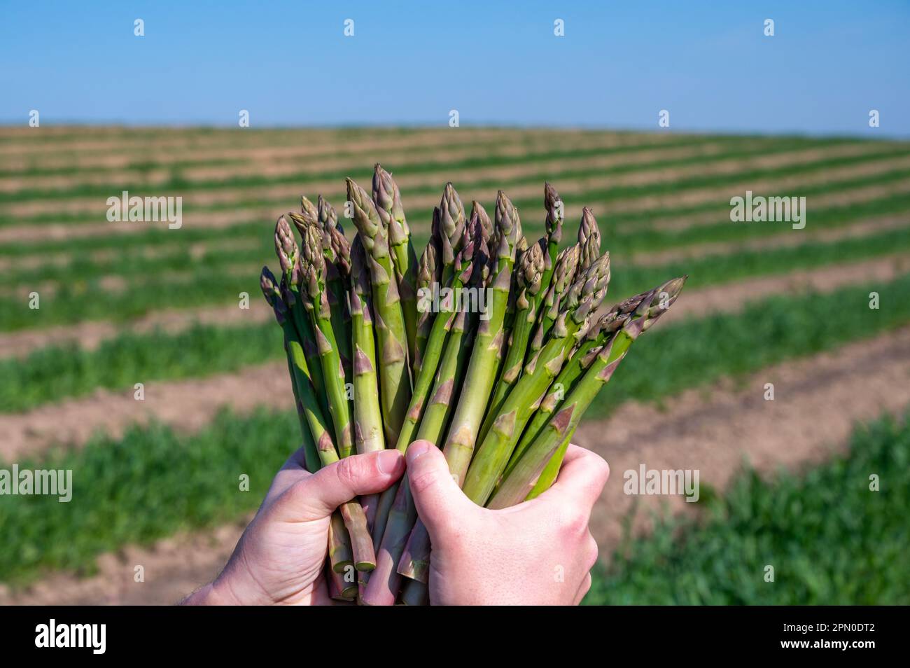 Worker's hands with bunch of green asparagus sprouts growing on bio