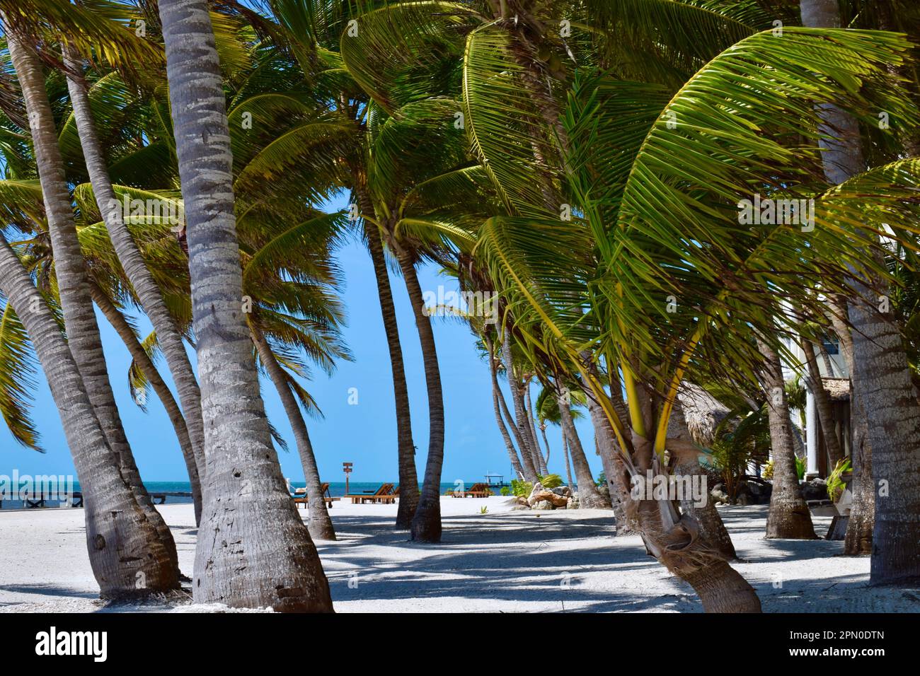 A day at the beach, under palm trees, on a sunny day in San Pedro, Ambergris Caye, Belize, Caribbean/Central America. Stock Photo