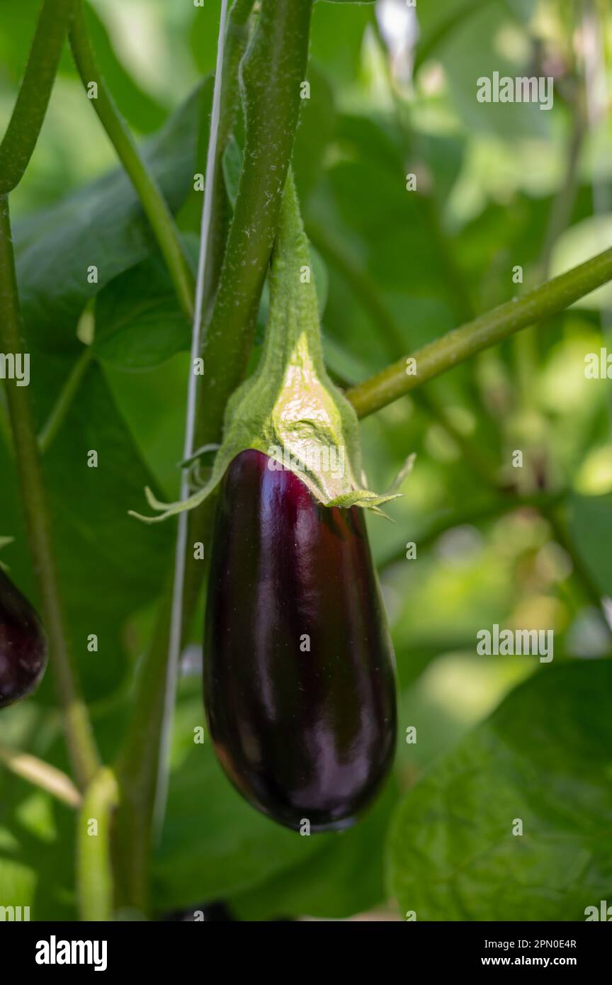Dutch organic greenhouse farm with rows of eggplants plants with ripe