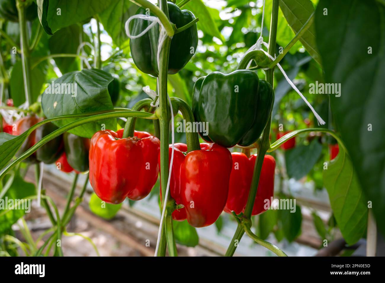 Big ripe sweet bell peppers, red paprika plants growing in glass