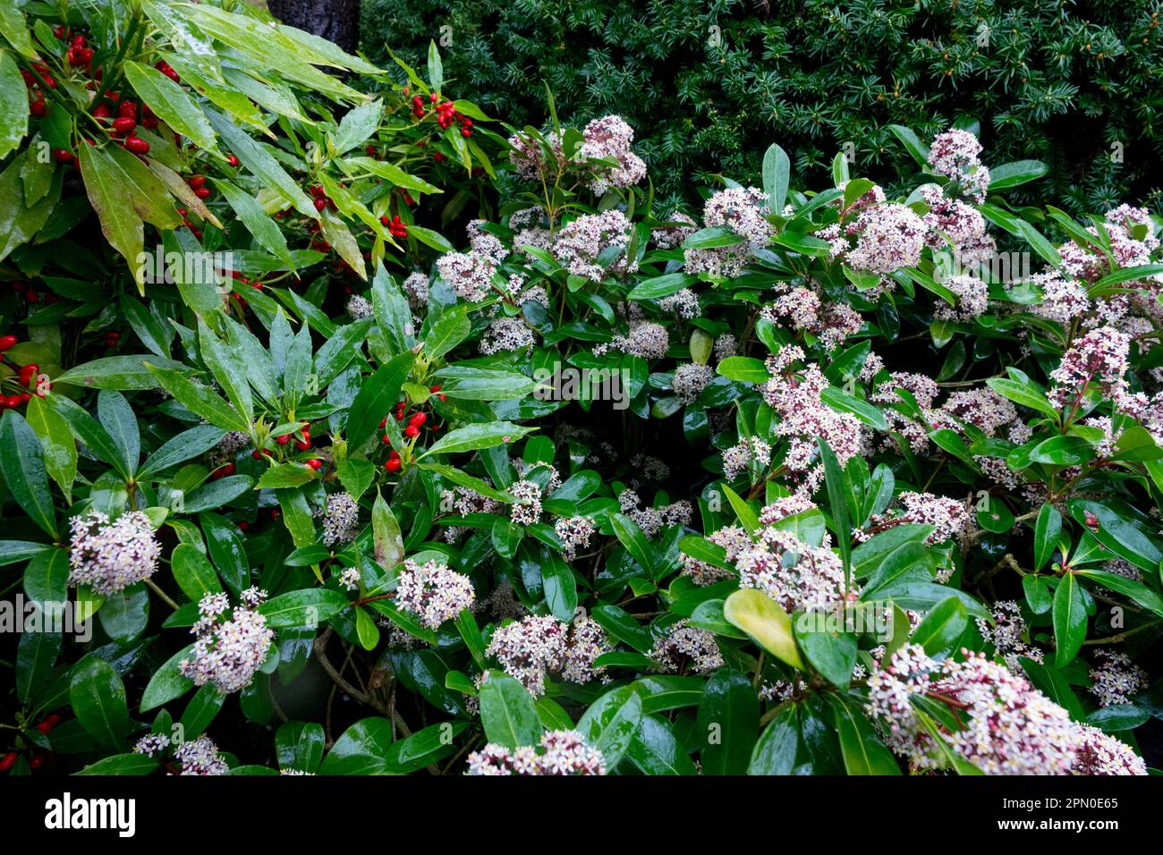 Skimmia, Aucuba, Garden, Flowering, Shrub Stock Photo