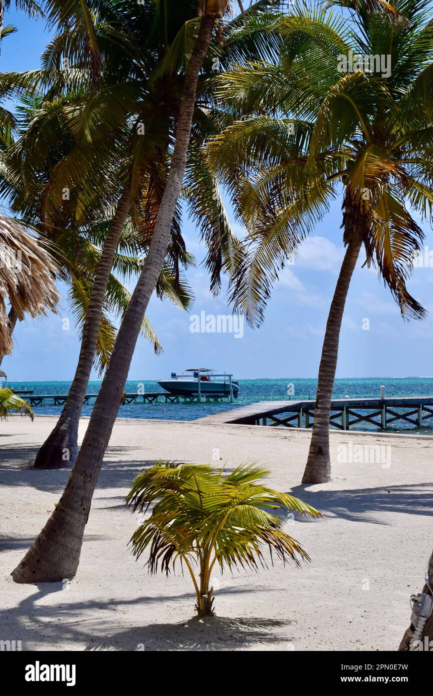 Palm trees, a dock, and blue water at the beach on a sunny day in San Pedro, Ambergris Caye, Belize, Caribbean/Central America. Stock Photo