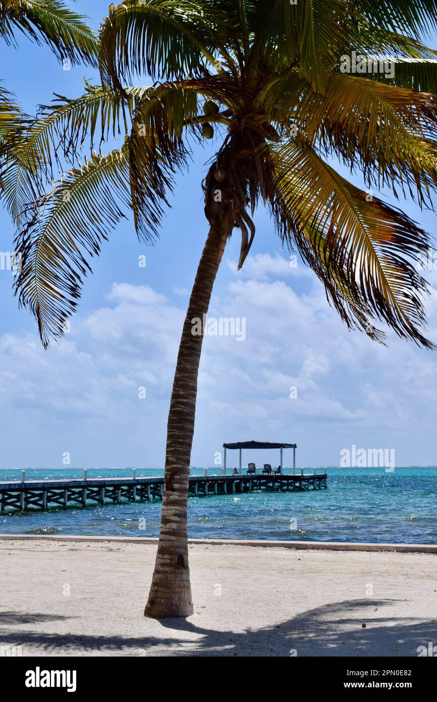Palm trees, a dock, and blue water at the beach on a sunny day in San Pedro, Ambergris Caye, Belize, Caribbean/Central America. Stock Photo