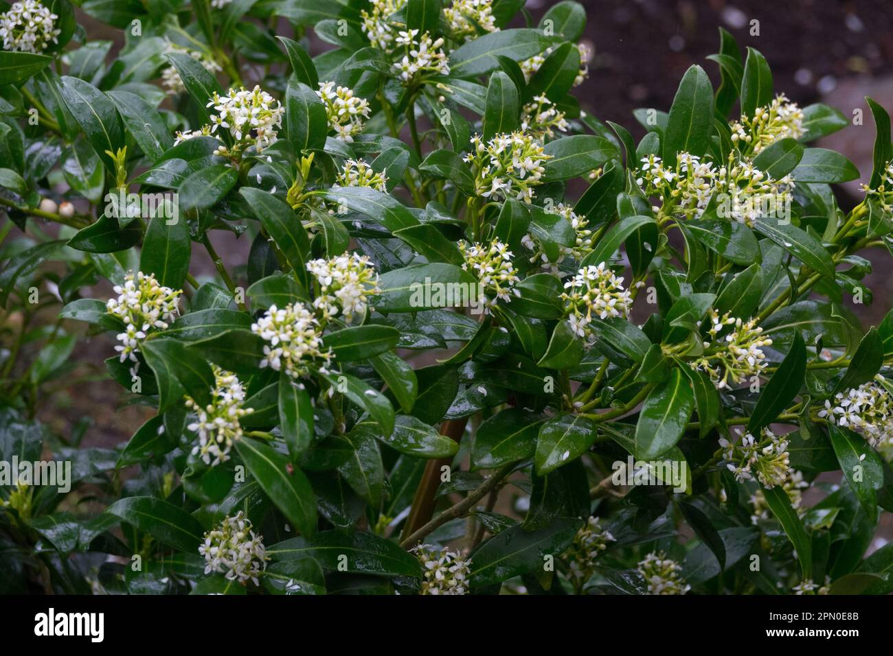 Skimmia japonica Kew White, Shrub, Japanese Skimmia, Garden, Plant Stock Photo