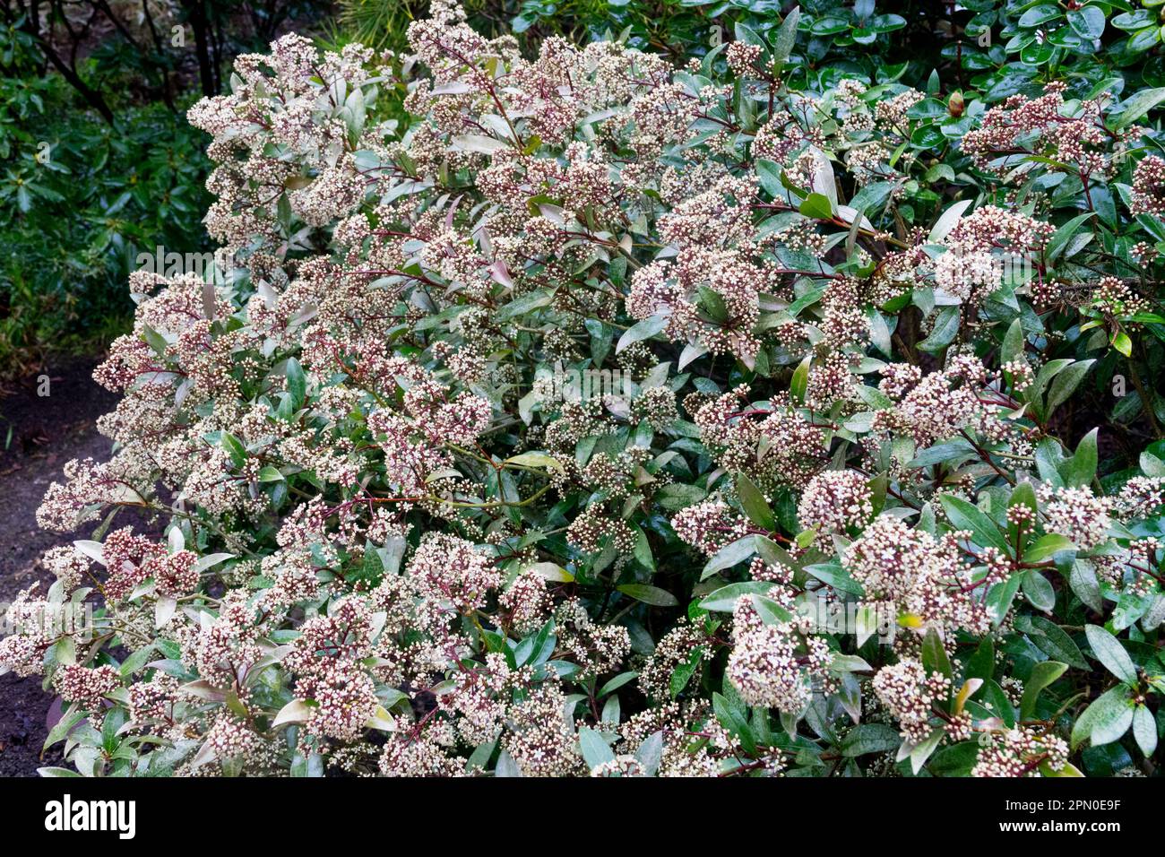 Shady, Garden, Evergreen, Shrub, Japanese Skimmia japonica 'Rubella' Stock Photo