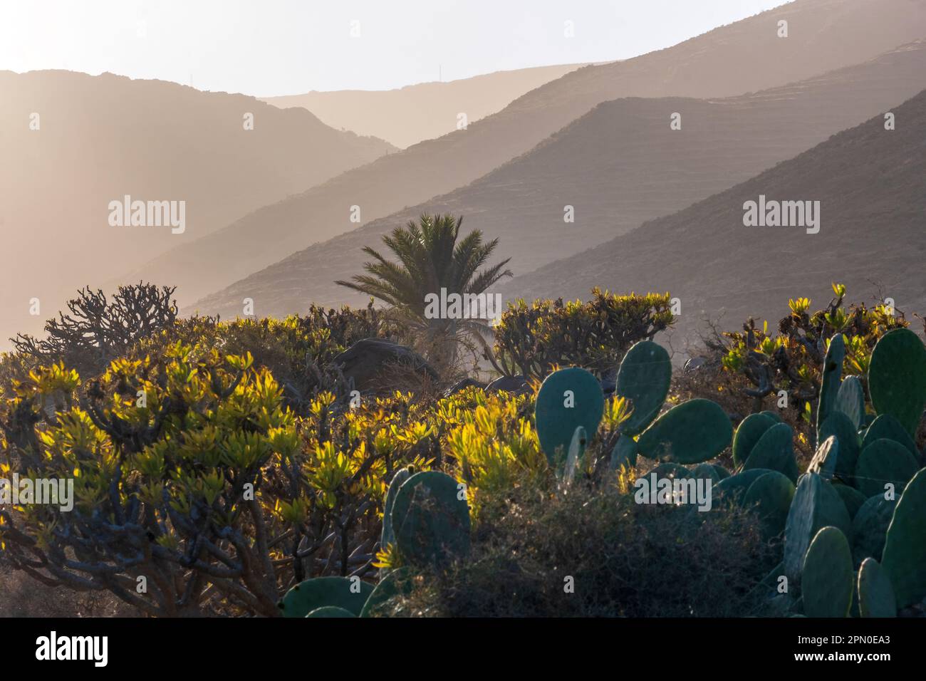 Cacti and desert plants in the Barranco de Chafariz, Lanzarote, Canary Islands, Spain Stock Photo