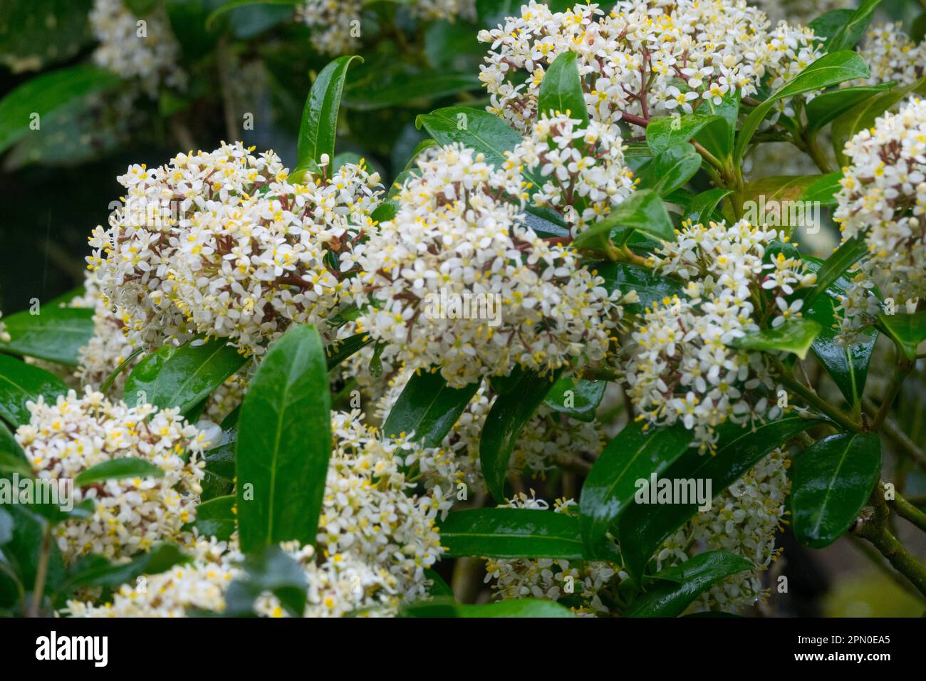 Skimmia japonica 'Emerald King', Japanese Skimmia 'Emerald King' is an Evergreen, Flowering, Shrub with small white or yellowish flowers, fragrant panicles Stock Photo